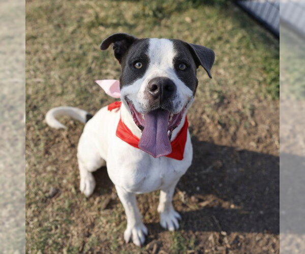 Medium Photo #1 American Staffordshire Terrier-Unknown Mix Puppy For Sale in San Antonio, TX, USA