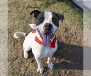 American Staffordshire Terrier-Unknown Mix Dogs for adoption in San Antonio, TX, USA