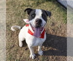 Small American Staffordshire Terrier Mix