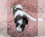 Small #5 Goldendoodle