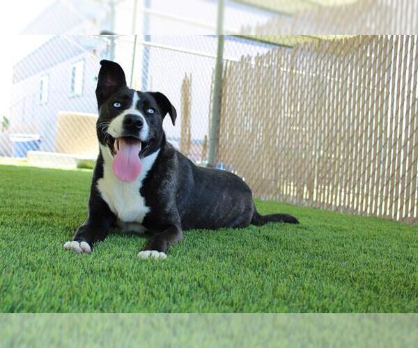 Medium Photo #1 Mutt Puppy For Sale in Chula Vista, CA, USA