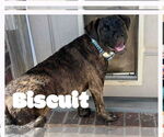 Small #8 Labrador Retriever Mix