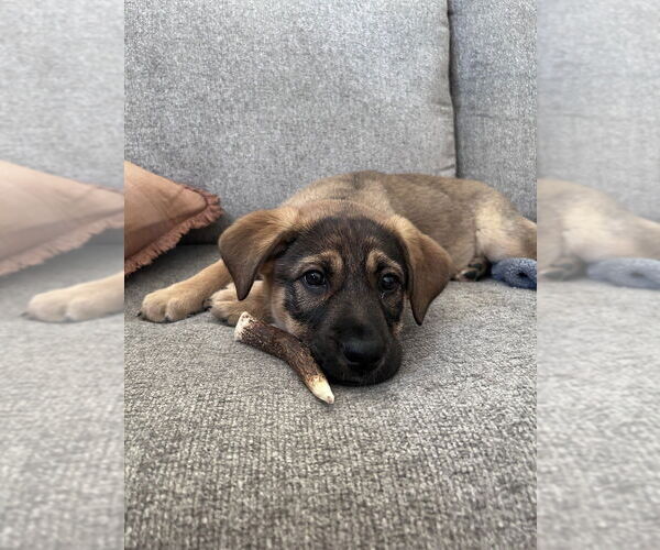 Medium Photo #4 Mutt Puppy For Sale in Evansville, IN, USA