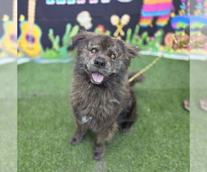 Chow Chow Dogs for adoption in Long Beach, CA, USA