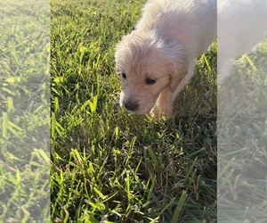 Golden Retriever Puppy for sale in TOLEDO, OH, USA