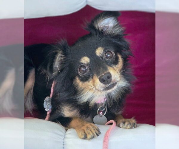 Medium Photo #6 Chihuahua-Unknown Mix Puppy For Sale in Chino Hills, CA, USA