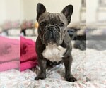 Small Photo #1 French Bulldog Puppy For Sale in SAINT PETERSBURG, FL, USA