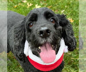Cocker Spaniel Dogs for adoption in Arlington, VA, USA