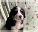 Small Photo #3 Bernese Mountain Dog Puppy For Sale in DUNDEE, OH, USA