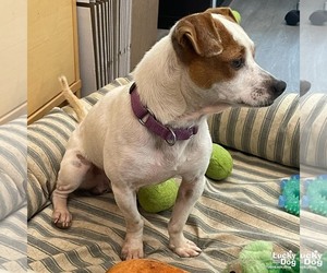 - Mix Dogs for adoption in Washington, DC, USA