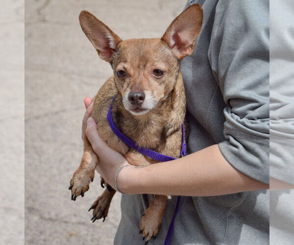 Medium Photo #3 Chiweenie Puppy For Sale in Huntley, IL, USA