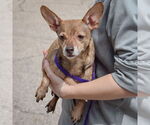 Small #2 Chiweenie