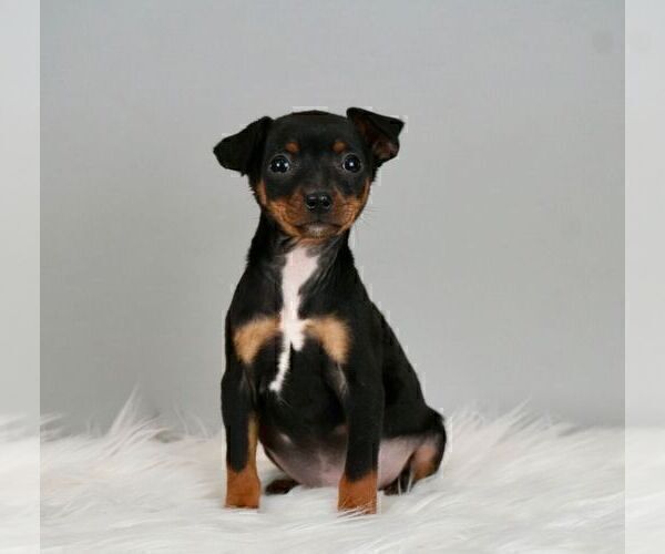 Medium Photo #1 Miniature Pinscher Puppy For Sale in WARSAW, IN, USA