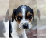Small Photo #2 Beagle Puppy For Sale in FORDLAND, MO, USA