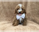 Lane - Male Goldendoodle (Miniature) Puppy for Sale - Photo #2