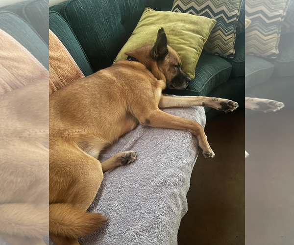 Medium Photo #8 German Shepherd Dog-Unknown Mix Puppy For Sale in Chandler, AZ, USA