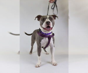 American Pit Bull Terrier-American Staffordshire Terrier Mix Dogs for adoption in Princeton, MN, USA