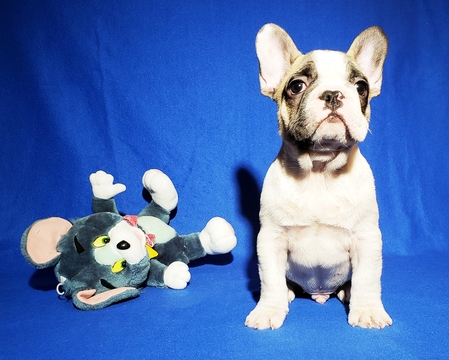 Medium Photo #7 French Bulldog Puppy For Sale in ADRIAN, MI, USA