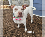 Small #2 American Staffordshire Terrier Mix