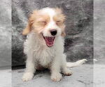 Small #2 Cavalier King Charles Spaniel