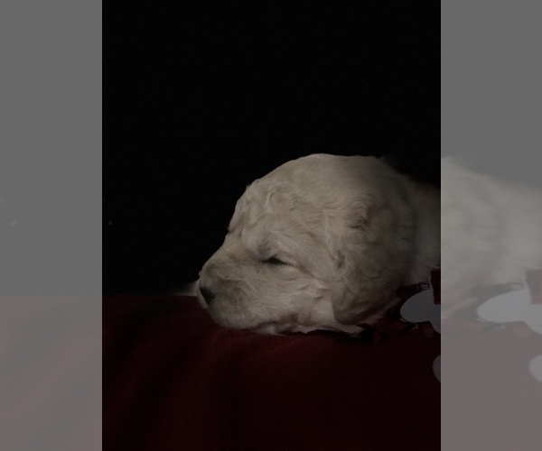 Medium Photo #29 Goldendoodle-Poodle (Standard) Mix Puppy For Sale in VACAVILLE, CA, USA