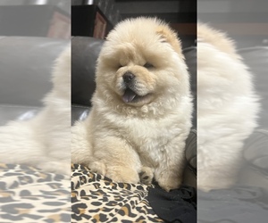 Chow Chow Puppy for Sale in WALLS, Mississippi USA