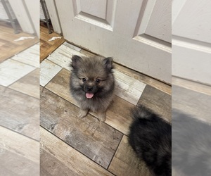 Pomeranian Puppy for sale in SACRAMENTO, CA, USA