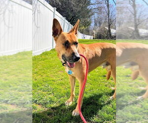 Jack Dixon - Male Carolina Dog-Unknown Mix Dog for Adoption - Photo #2