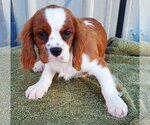Small Photo #3 Cavalier King Charles Spaniel Puppy For Sale in Mountain View, MO, USA