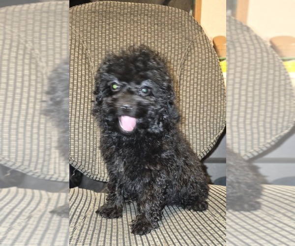 Medium Photo #27 Poodle (Toy) Puppy For Sale in DYERSBURG, TN, USA