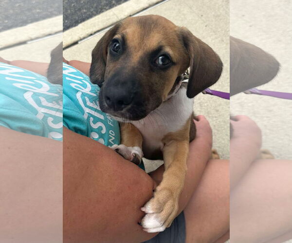 Medium Photo #8 Mutt Puppy For Sale in Germantown, OH, USA