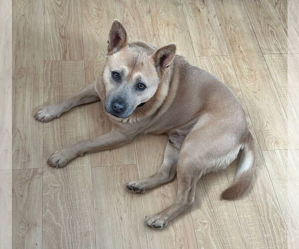 Medium Photo #5 Chow Chow-Unknown Mix Puppy For Sale in Clarkston, MI, USA