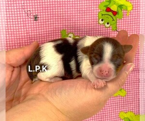 Yorkshire Terrier Puppy for sale in WINNSBORO, LA, USA