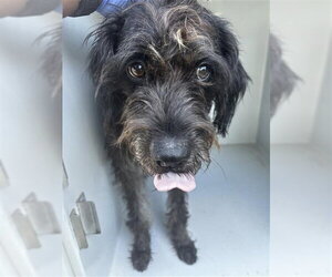 Mutt Dogs for adoption in Houston, TX, USA