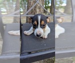 Small #4 Rat Terrier