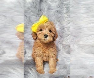 Goldendoodle (Miniature) Puppy for sale in INDIANAPOLIS, IN, USA