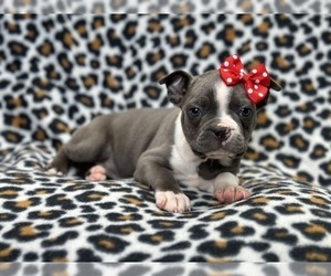 Boston Terrier Puppy for sale in LAKELAND, FL, USA