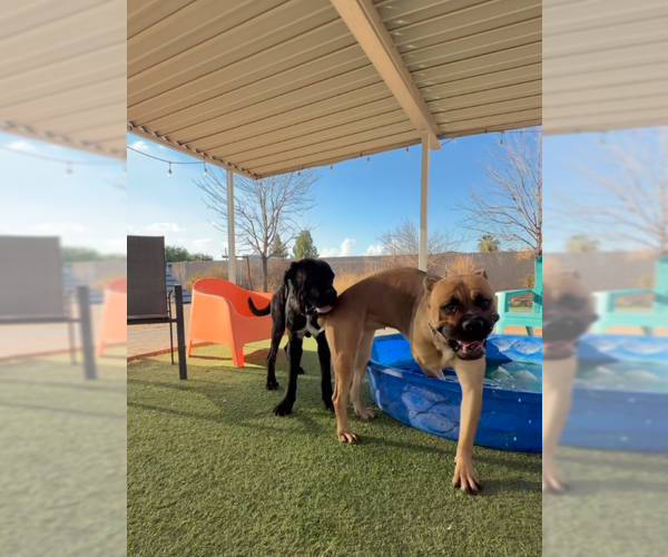 Medium Photo #2 Mutt Puppy For Sale in Goodyear, AZ, USA