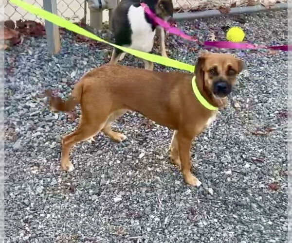 Medium Photo #1 Puggle Puppy For Sale in Mooresville, NC, USA