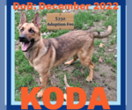 Small #3 German Shepherd Dog