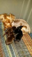 Mother of the Yorkshire Terrier puppies born on 04/22/2018