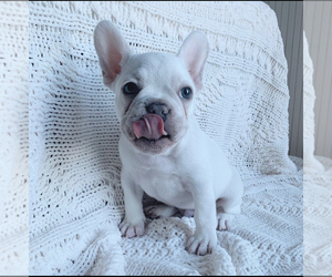 French Bulldog Puppy for sale in BOCA RATON, FL, USA