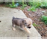 Small Photo #4 Pom-A-Nauze Puppy For Sale in CANBY, OR, USA