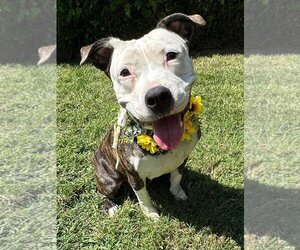 American Pit Bull Terrier-American Staffordshire Terrier Mix Dogs for adoption in Redlands, CA, USA