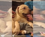 Image preview for Ad Listing. Nickname: Brody
