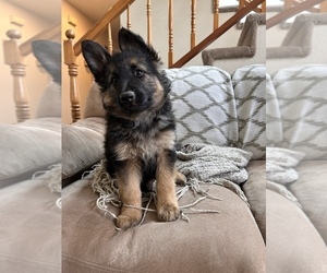 German Shepherd Dog Puppy for sale in MORENO VALLEY, CA, USA