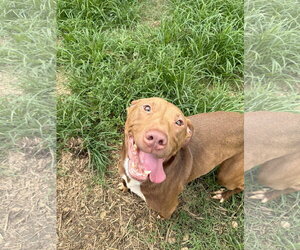 Labrador Retriever-Staffordshire Bull Terrier Mix Dogs for adoption in Jackson, MS, USA