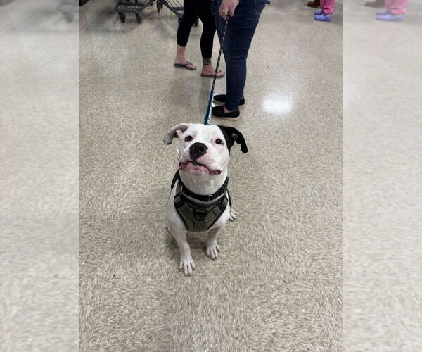 Medium Photo #14 Bulloxer Puppy For Sale in Wenonah, NJ, USA