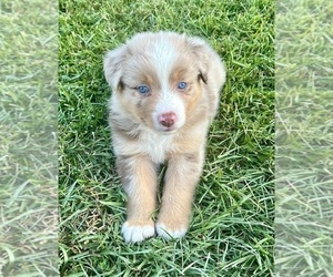 Australian Shepherd Puppy for sale in MOSELLE, MS, USA