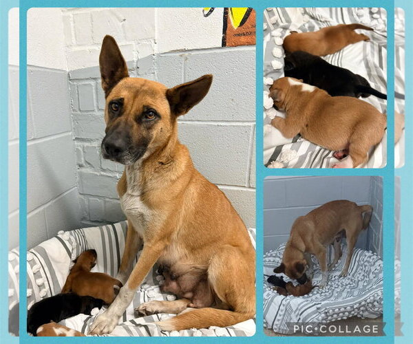 Medium Photo #1 Mutt Puppy For Sale in Royal Palm Beach, FL, USA